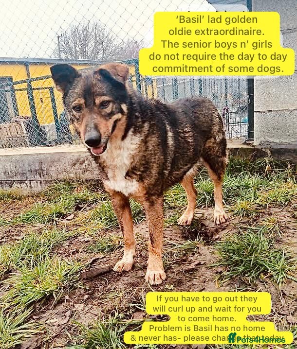 Mixed Breed dogs Basil, approx 10 yrs. Available for adoption. - Advert 1