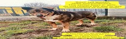 Mixed Breed dogs for adoption: Basil, approx 10 yrs. Available for adoption. - Advert 1