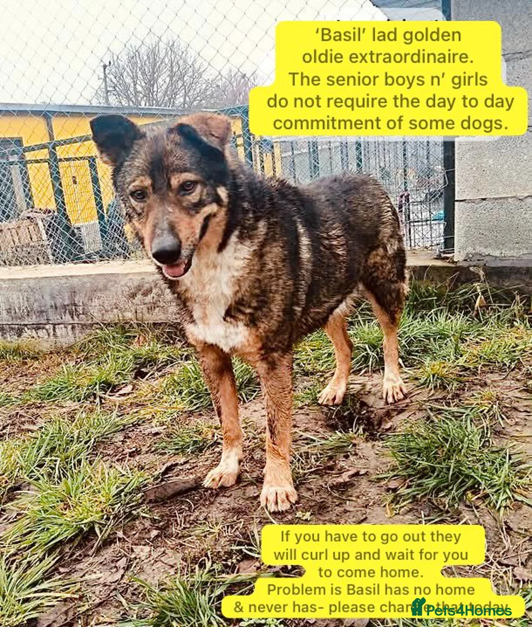 Mixed Breed dogs for adoption: Basil, approx 10 yrs. Available for adoption. - Advert 1