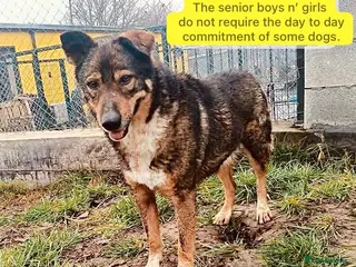 Mixed Breed dogs Basil, approx 10 yrs. Available for adoption. - Advert 1