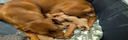 Mixed Breed dogs for sale: Hungarian Vizsla Doodle Puppies - Both Parents in Newton Abbot - Advert 1