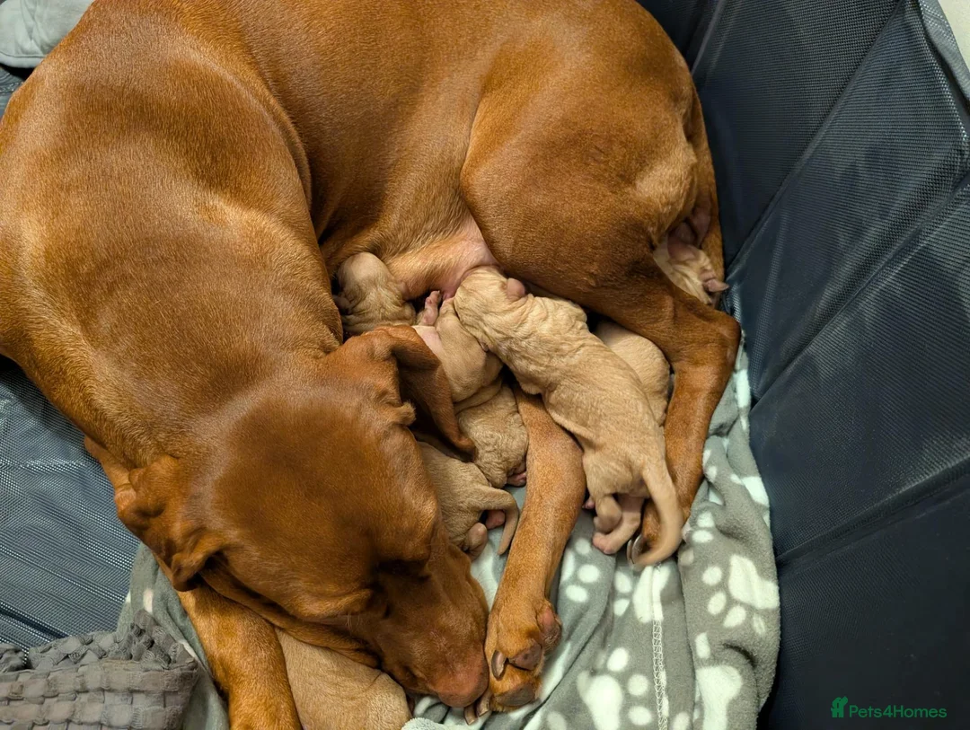 Mixed Breed dogs for sale: Hungarian Vizsla Doodle Puppies - Both Parents in Newton Abbot - Advert 1