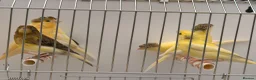 Canaries birds for sale: This year young harlequins canary’s  - Advert 4