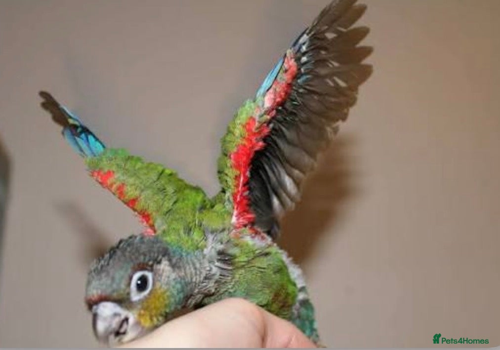Conures birds Super Tame Baby Parrot Conures - Advert 17