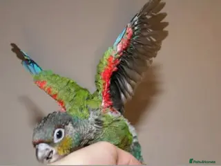Conures birds Super Tame Baby Parrot Conures - Advert 17