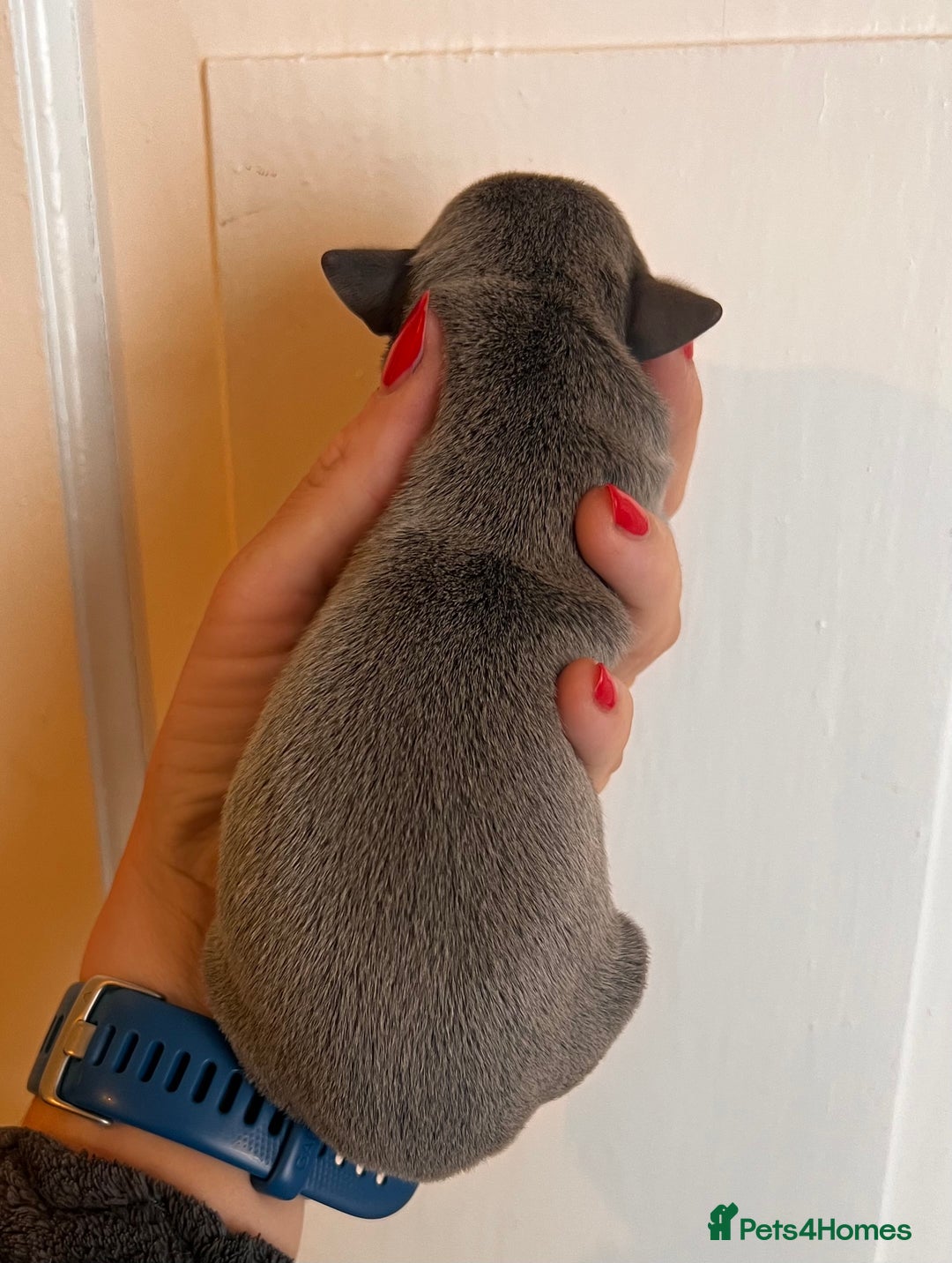 Whippet dogs for sale: Lovely petite Whippets - Image 19
