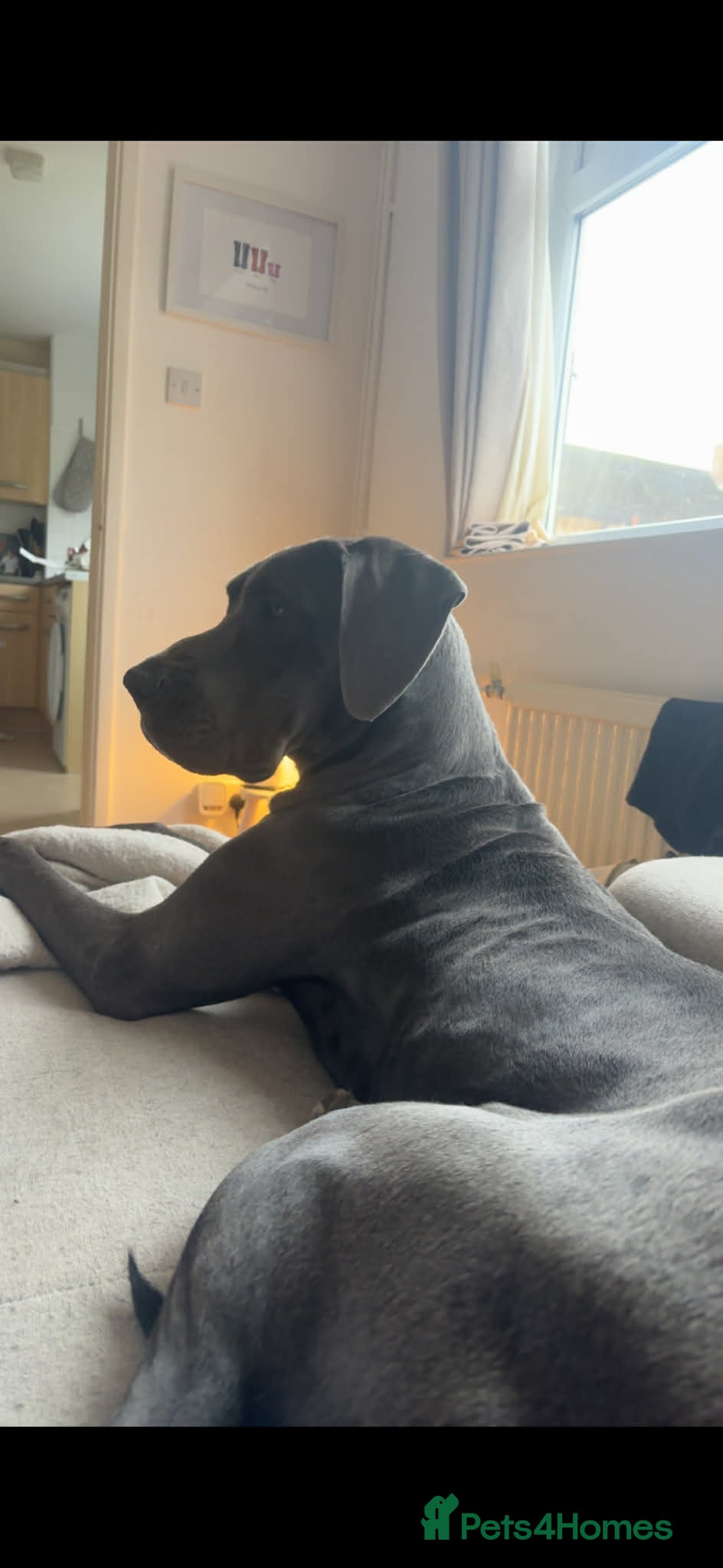 Great Dane dogs Arian - grey female greatdane in Bicester - Advert 3