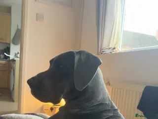 Great Dane dogs Arian - grey female greatdane in Bicester - Advert 3