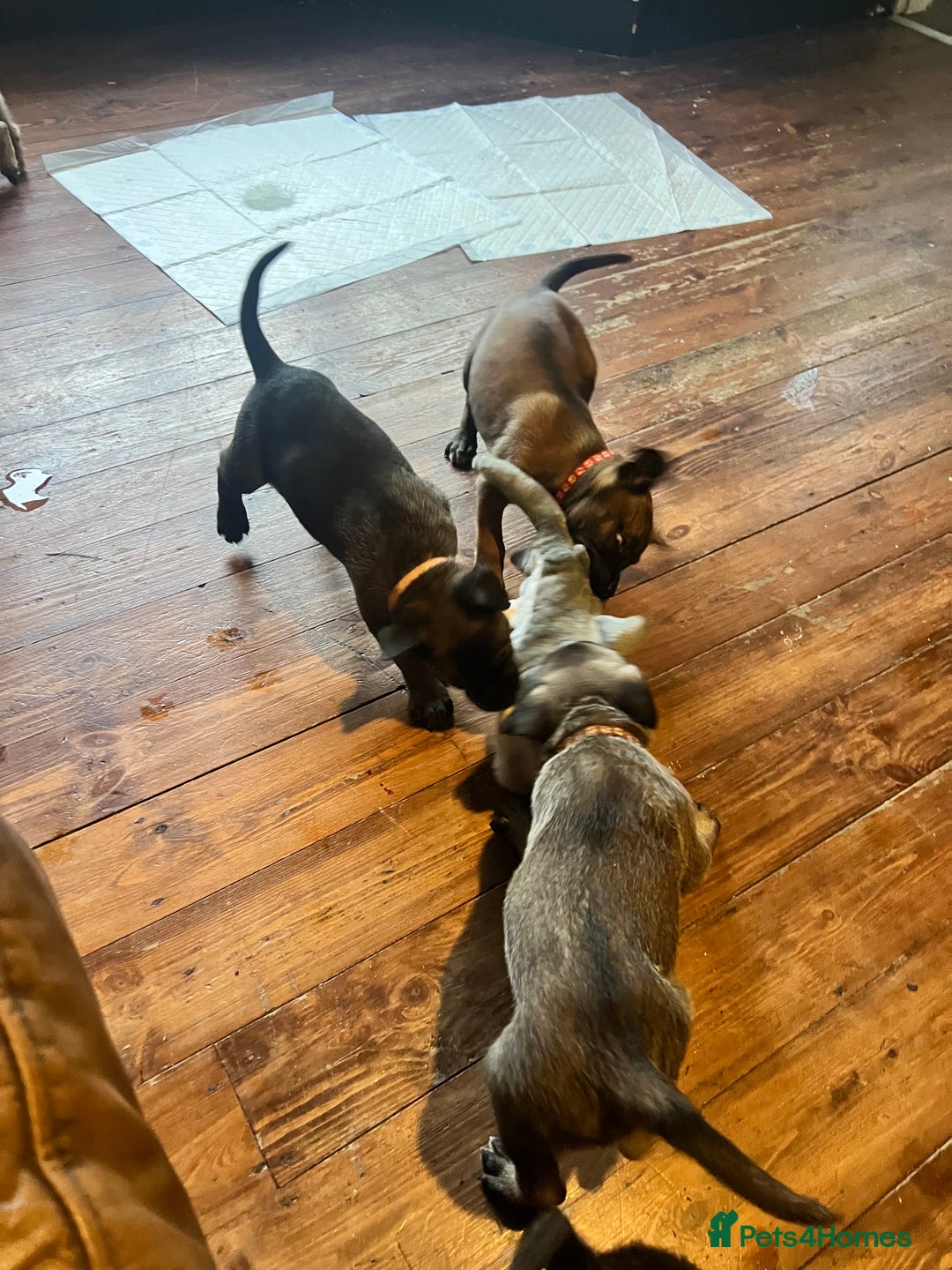 Mixed Breed dogs for sale: Belgium Shepherd mix breed - Advert 24