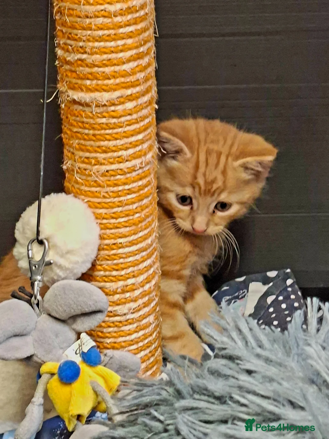 Mixed Breed cats for sale: 4 beautiful kittens for sale - Advert 1
