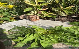 Dachshund dogs for sale: Gorgeous Dappled Dachshund Boy - Image 2