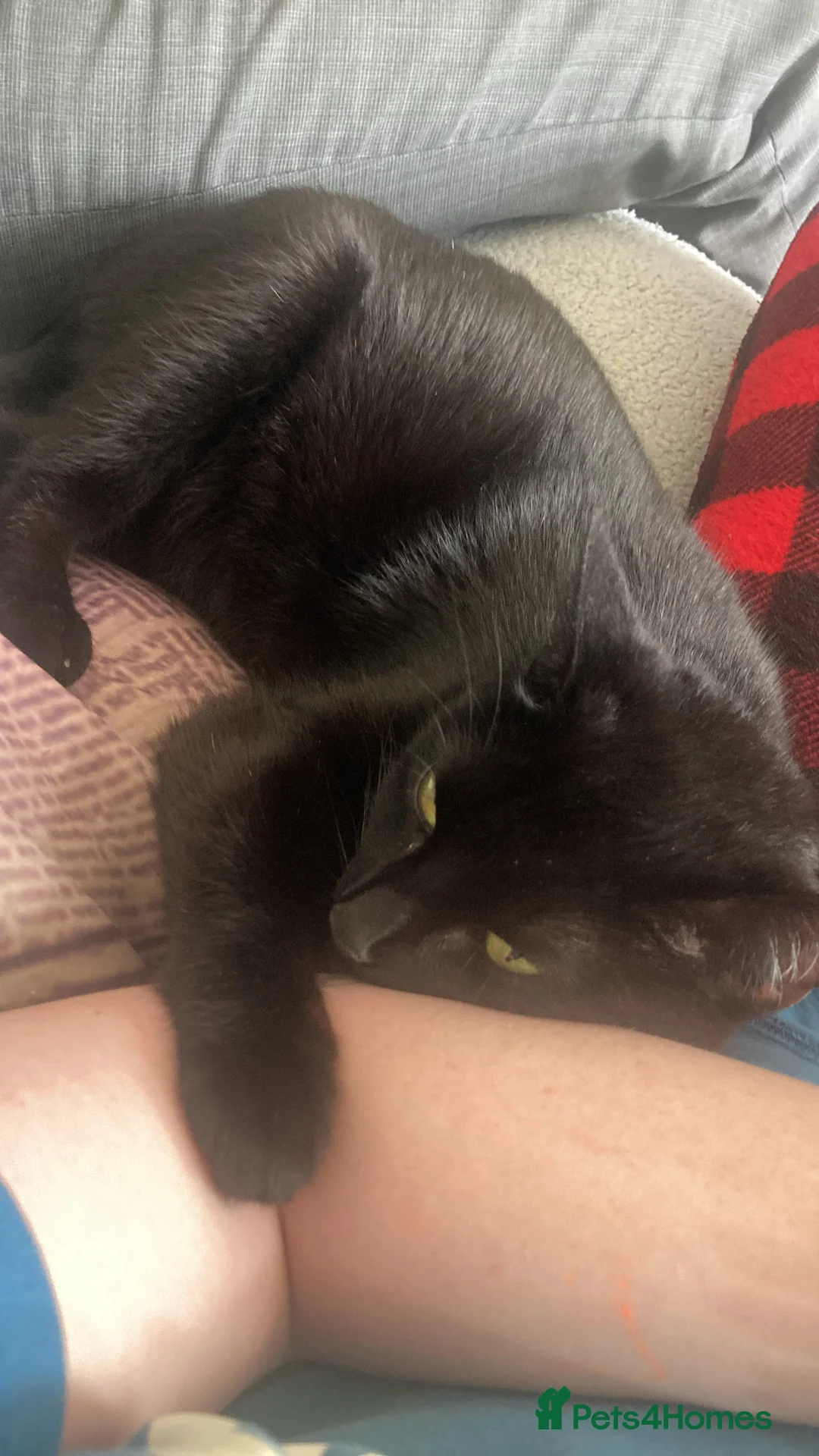 Mixed Breed cats for sale: Female cat  in Newcastle upon Tyne - Advert 1