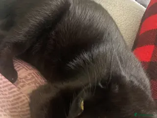 Mixed Breed cats Female cat - Advert 1