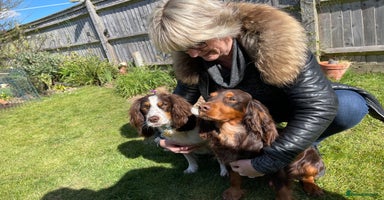 Cocker Spaniel dogs - Advert 7