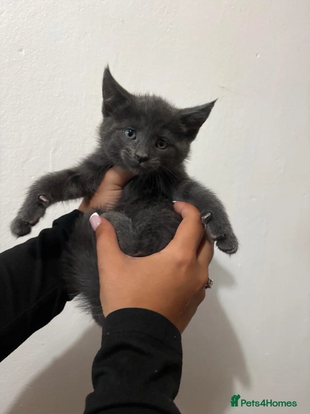 Maine Coon cats for sale: 6 beautiful maincoon kittens  - Advert 2
