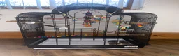 Budgerigars birds for sale:  Budgies for sale with cage ,toys ,etc - Advert 3