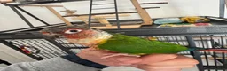 Conures birds for sale: Red factor, yellow sided pineapple conure - Advert 17