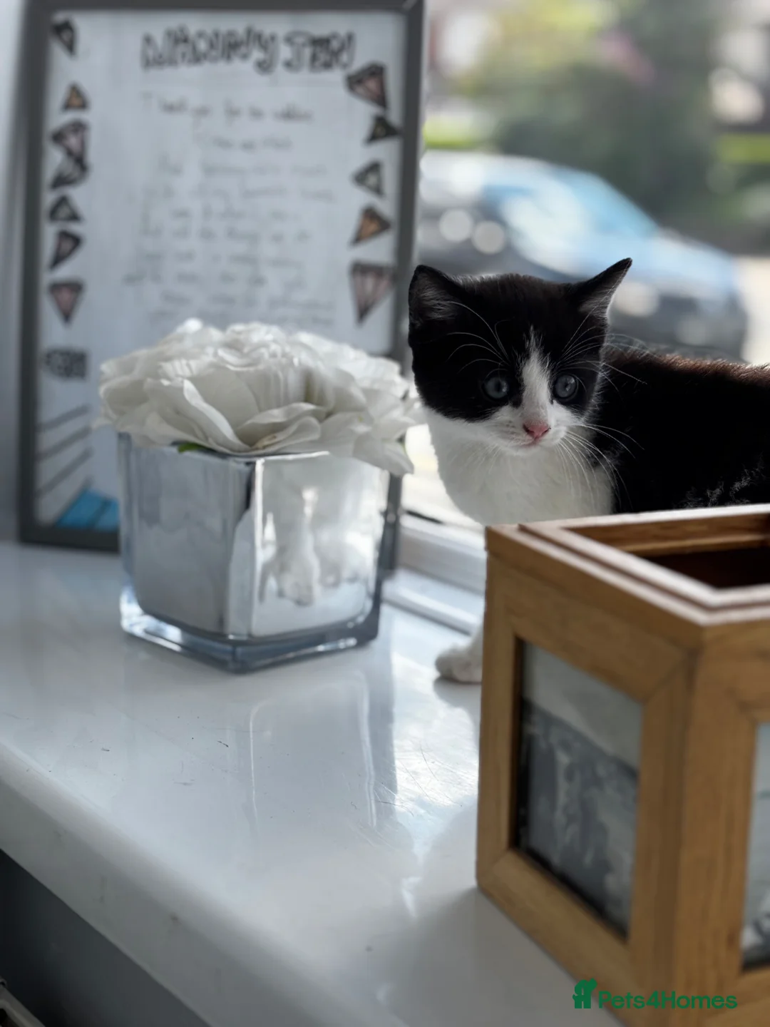 Mixed Breed cats for sale: Black and white male kitten for sale - Advert 7