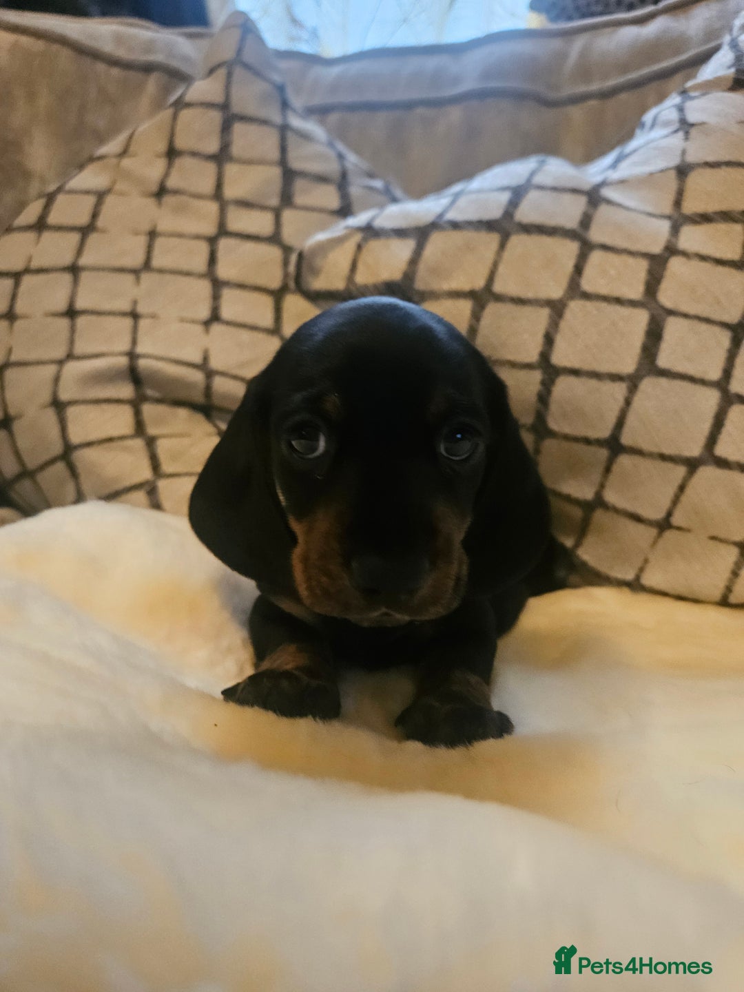 Miniature Dachshund dogs for sale: Exceptional pedigree miniature Dachshunds  - Image 6