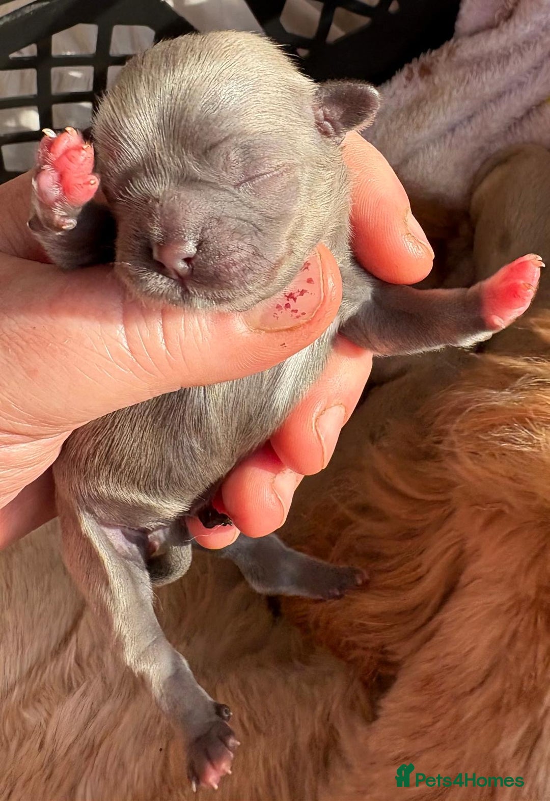 Shih Tzu dogs for sale: Exceptional KC Registered Health Tested - Advert 2