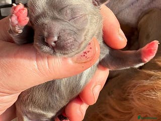 Shih Tzu dogs Exceptional KC Registered Health Tested - Advert 2