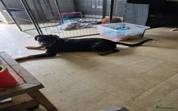 Rottweiler dogs for sale: Miss connelly  - Image 3