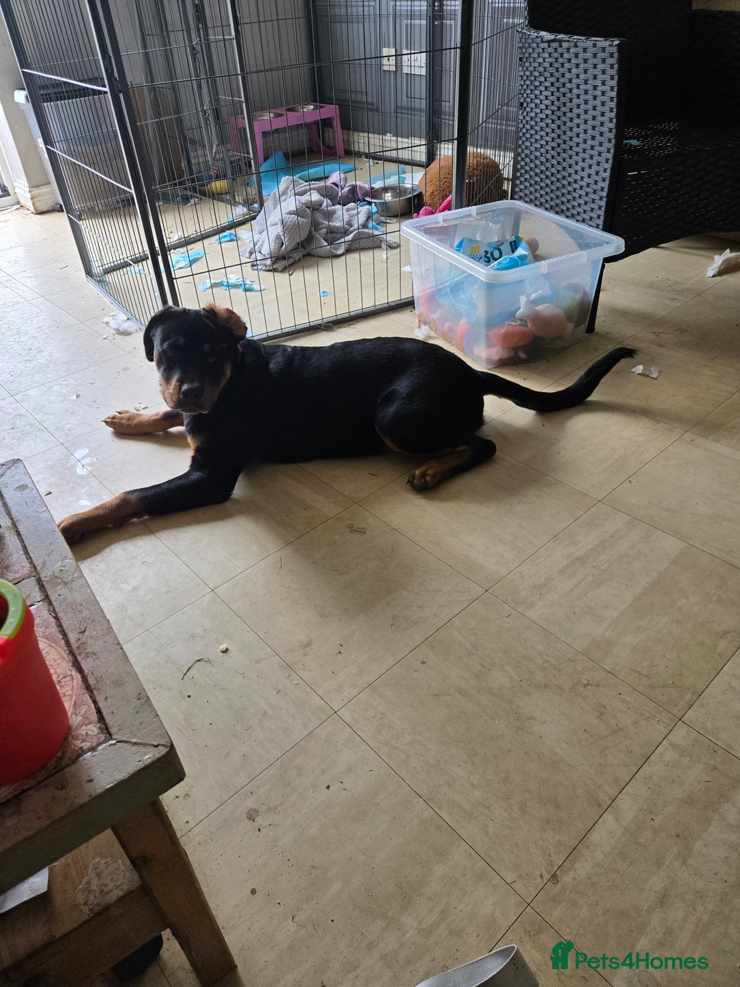 Rottweiler dogs for sale: Miss connelly  - Image 3