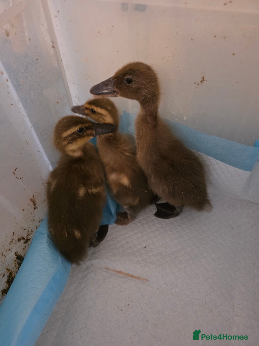 Ducks poultry for sale: Ducklings and call ducks for sale - Image 1