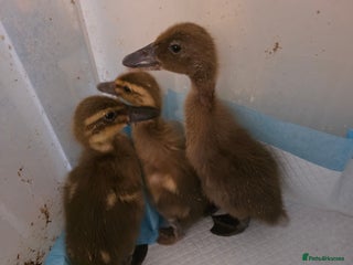 Ducks poultry - Advert 23