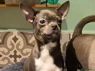Chihuahua dogs Chihuahua Boy Available - Advert 18