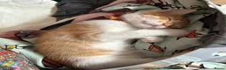 Mixed Breed cats for sale: Beautiful Ginger & Tortoiseshell Kittens in Faringdon - Advert 23