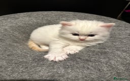 Persian cats for sale: 🐾 Beautiful Himalayan Persian Kittens 🐾 - Image 14