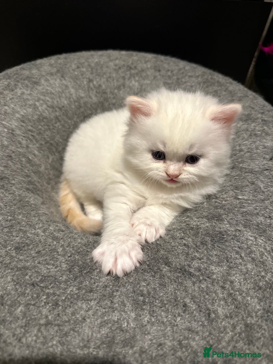 Persian cats for sale: 🐾 Beautiful Himalayan Persian Kittens 🐾 - Image 14