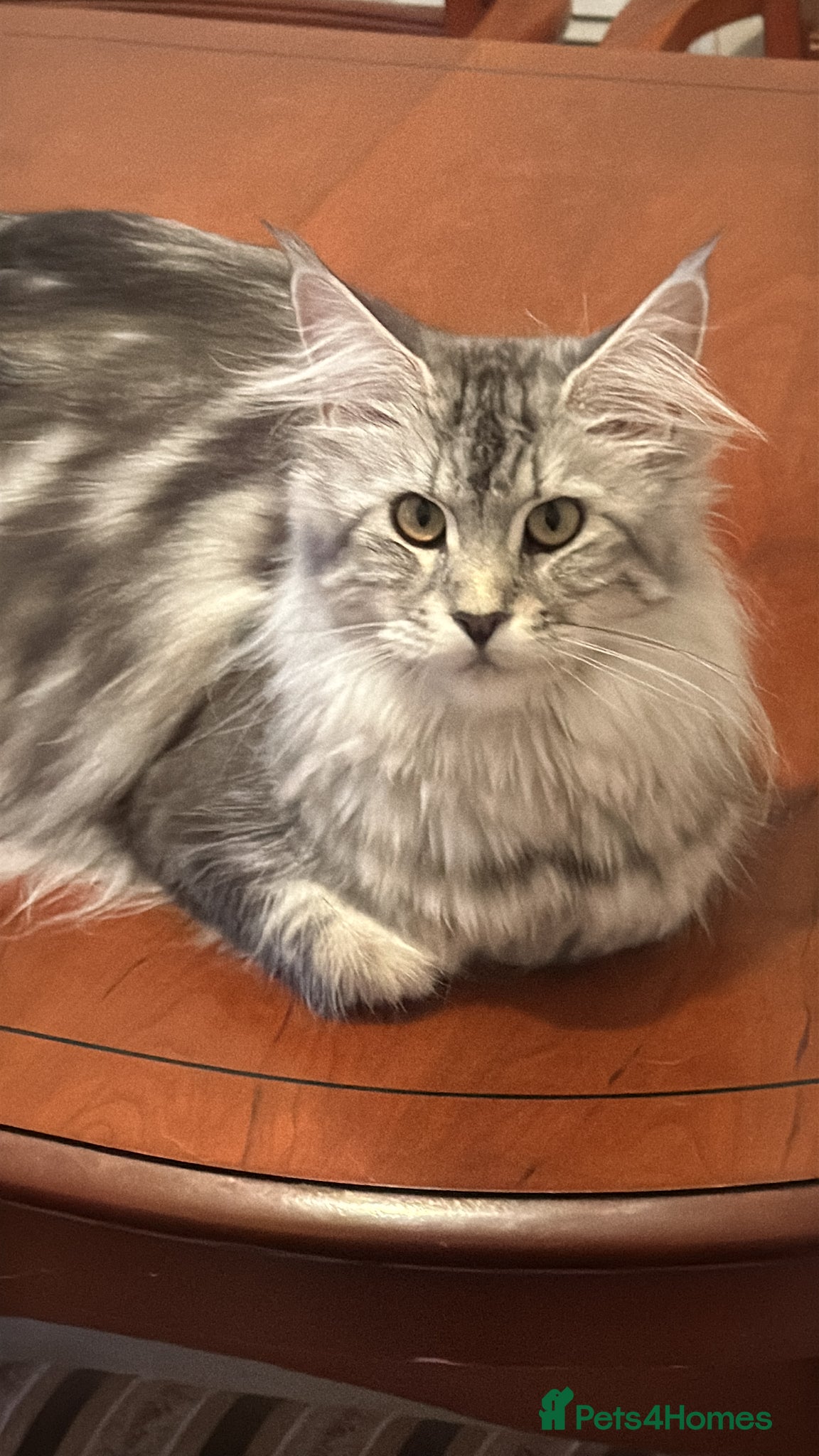 Maine Coon cats Wonderful Maine Coon kittens from titled  parents - Advert 3