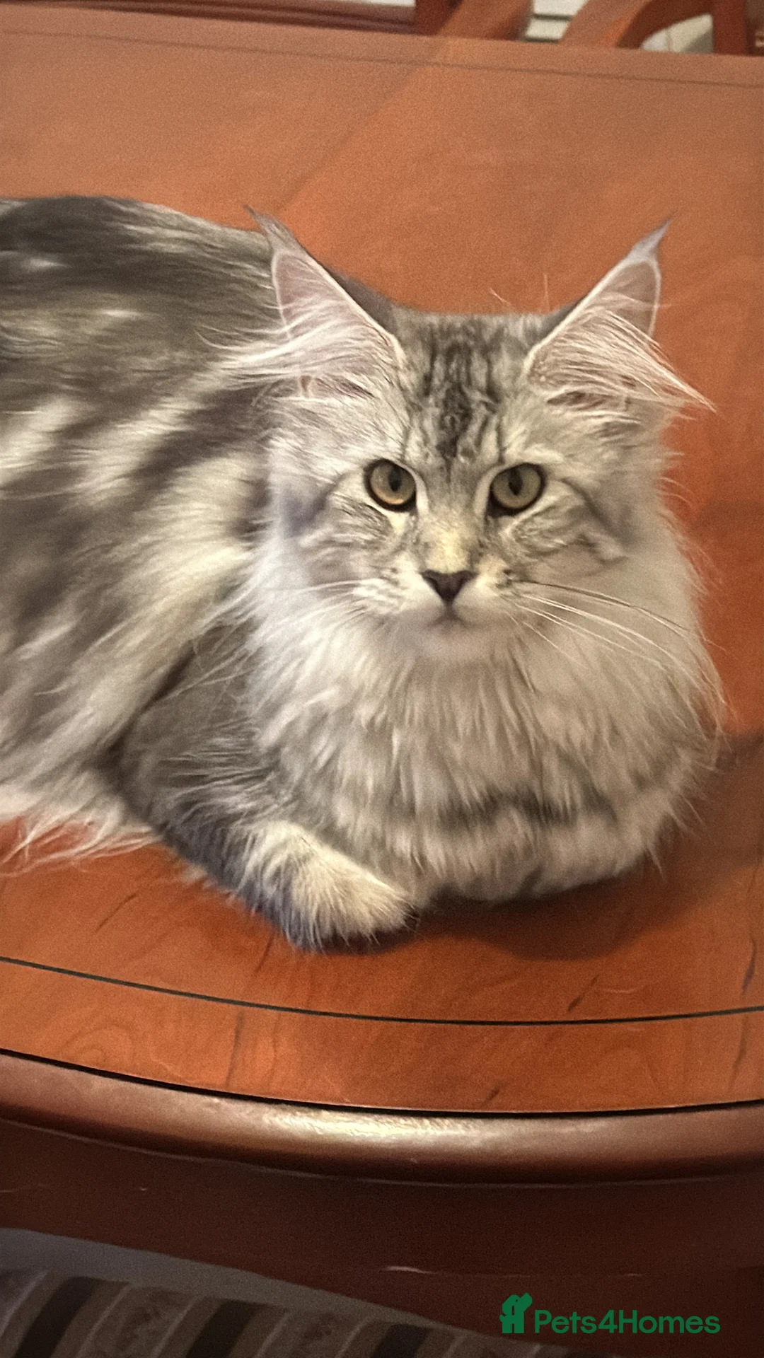 Maine Coon cats for sale: Wonderful Maine Coon kittens from titled  parents - Advert 1