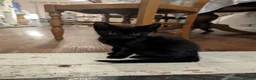 Mixed Breed cats for sale: Kitten of need of a new home  in Rochester - Advert 4