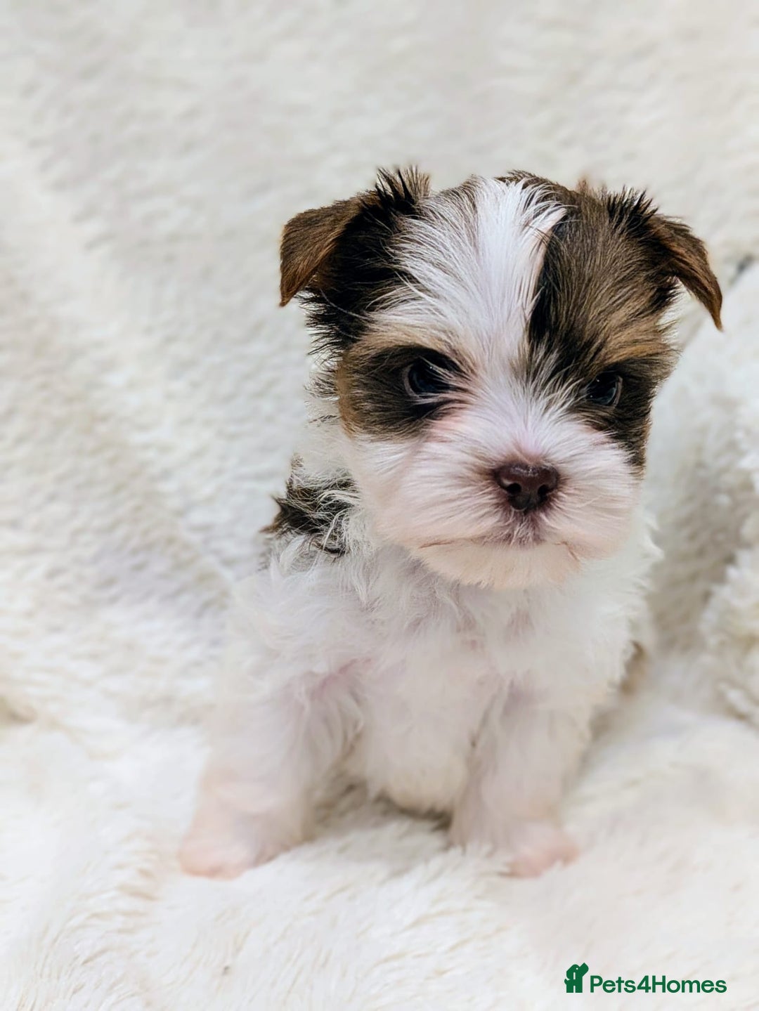 Yorkshire Terrier dogs for sale: Very tiny beautiful Biro puppys  - Advert 6