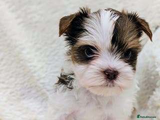 Yorkshire Terrier dogs Very tiny beautiful Biro puppys - Advert 15