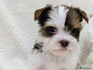 Yorkshire Terrier dogs Very tiny beautiful Biro puppys - Advert 13