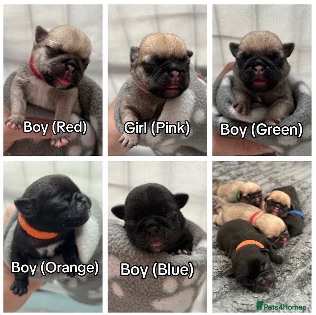 Pug dogs Beautiful Purebred Pug Pups (Parents can be seen) - Advert 1