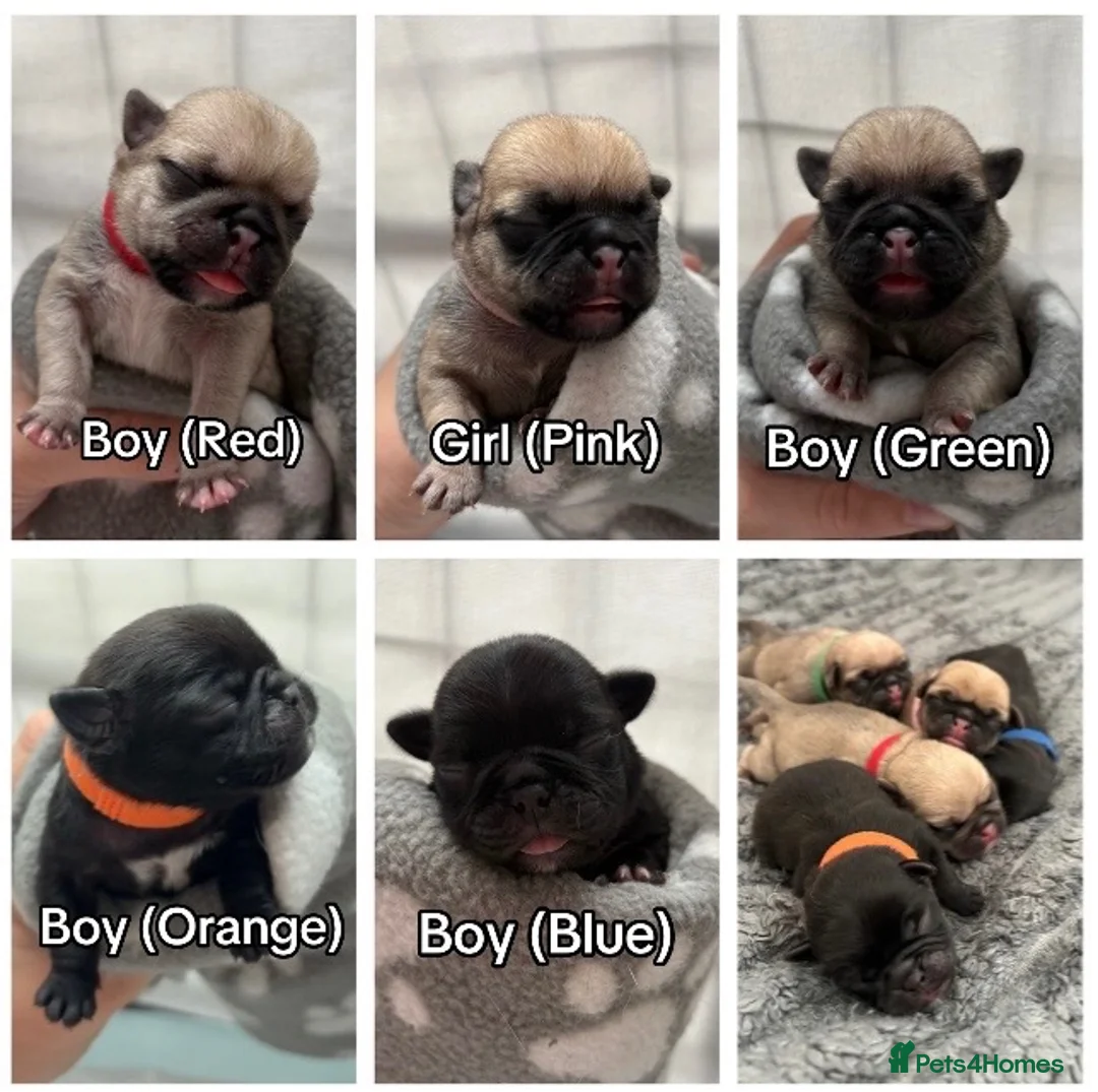 Pug dogs for sale: Beautiful Purebred Pug Pups (Parents can be seen) - Advert 1