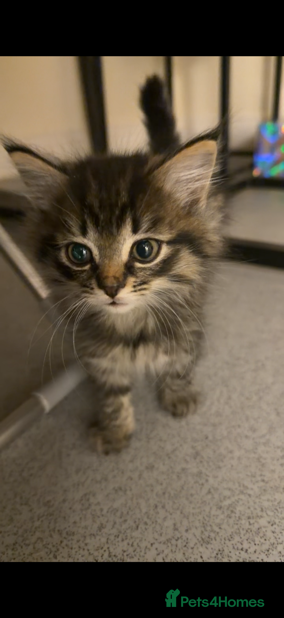 Mixed Breed cats for sale: Two gorgeous tabby sibling kittens  - Advert 1