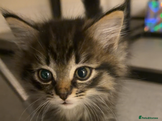 Mixed Breed cats Two gorgeous tabby sibling kittens - Advert 4