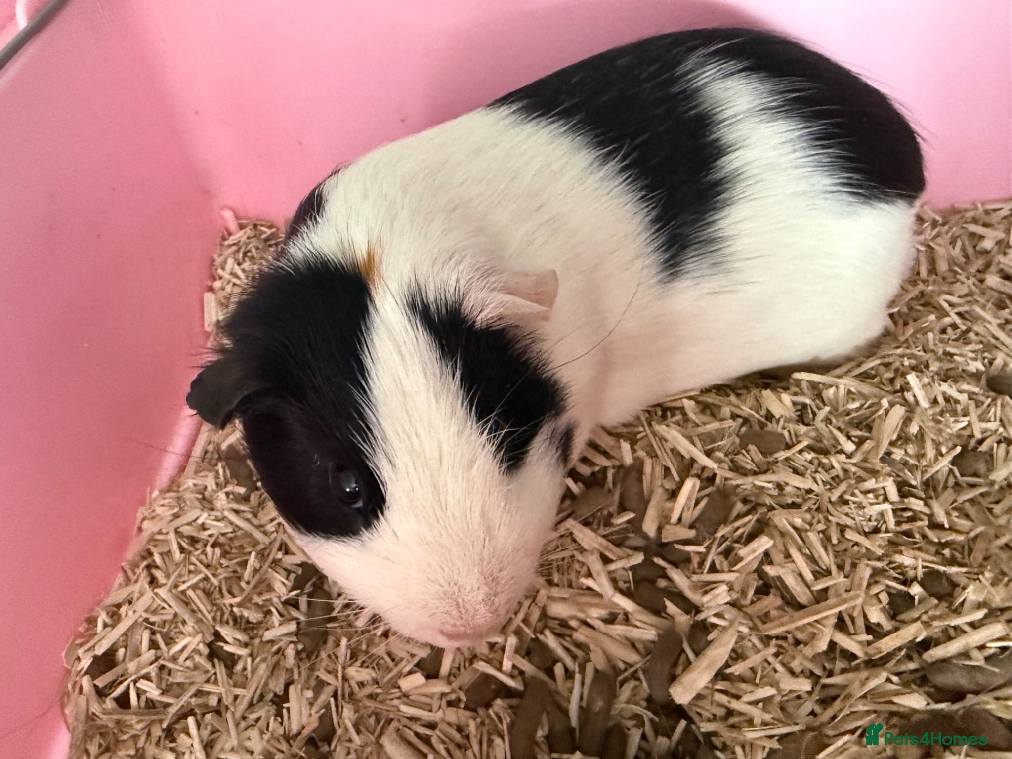 Guinea Pig rodents 2 male guinea pigs  - Advert 1