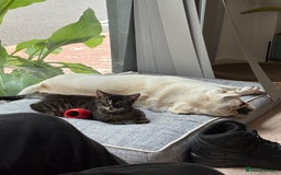 Bengal cats for sale: Adorable Kitten Looking for a Loving Home - Image 2