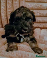 Maltipoo dogs - Advert 5