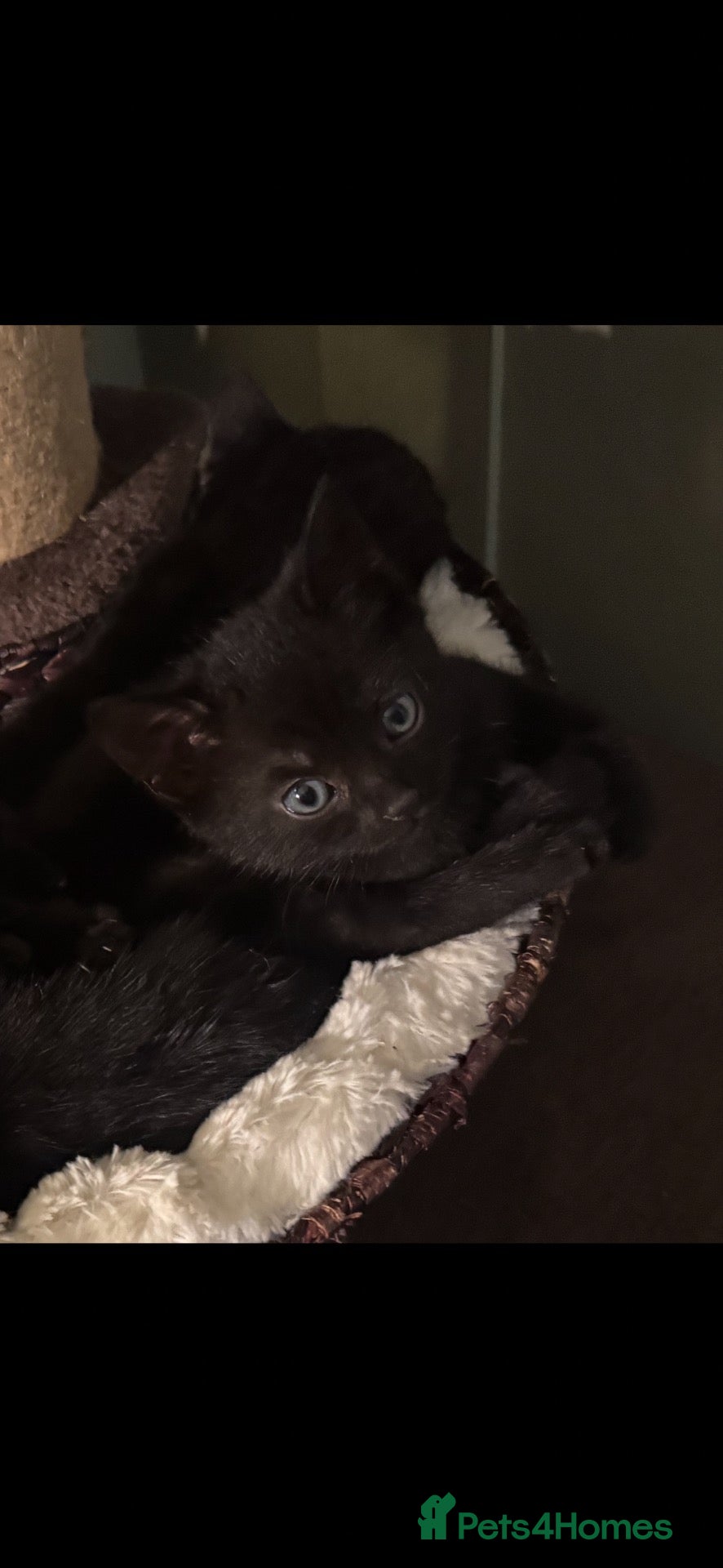 Mixed Breed cats for sale: 7 beautiful kittens looking for there home  - Advert 7