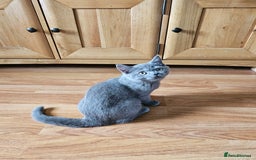 British Shorthair cats for sale: British shorthair kittens for sale.  - Image 3
