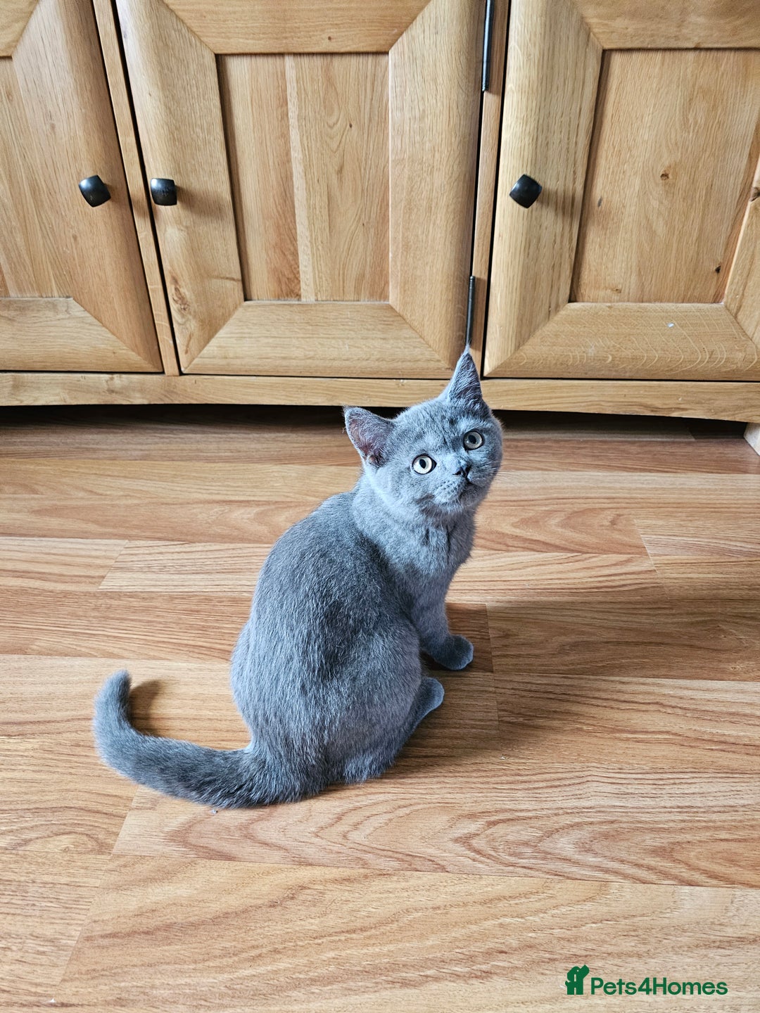 British Shorthair cats for sale: British shorthair kittens for sale.  - Image 3
