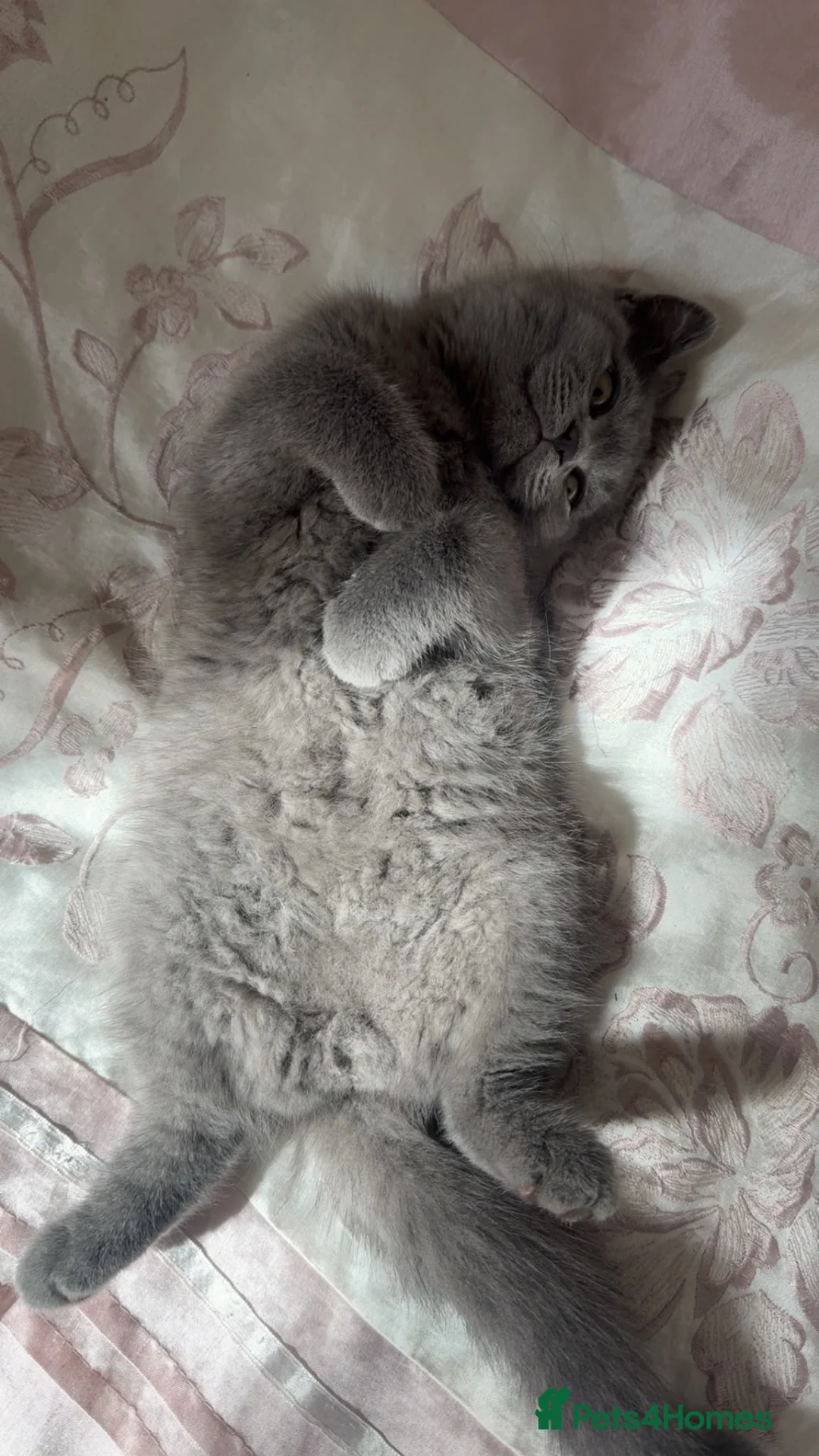 British Shorthair cats for sale: 2 British Shorthair kittens for sale - Advert 13